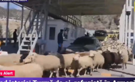 Un cioban a trecut granița spre Armenia cu toată turma de oi 