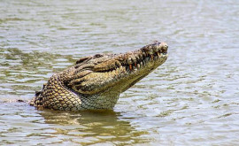Caz unic în natură În India crocodilii au salvat un cîine în loc săl mănînce