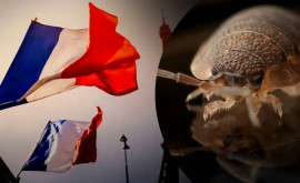 Правительство Франции проведет специальное заседание по поводу клопов в Париже