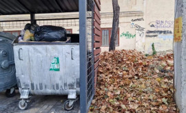 Aruncarea deșeurilor vegetale în tomberoane este strict interzisă