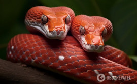 Un șarpe cu două capete sa născut în SUA