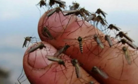 Вместе с осенним потеплением в Европе ожидается нашествие комаровразносчиков лихорадки денге