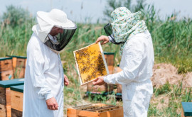 Изменена нормативная база в сфере пчеловодства и животноводства 