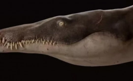 Oamenii de știință au descoperit fosilele unuia dintre cei mai agresivi giganți marini 
