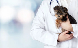 Activitatea sanitară veterinară va fi reglementată de o lege nouă