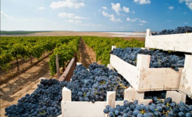 Чем объясняется рост экспорта молдавского винограда и почему его темпы могут снизиться 
