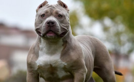 В Великобритании будет запрещена порода собак XL Bully 