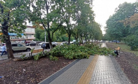 Последствия ночного ливня в столице поваленные деревья и затопленные улицы