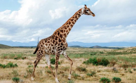Girafele sunt pe cale de dispariție