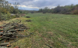 Tăieri ilegale de arbori la Rîșcani au fost aplicate amenzi