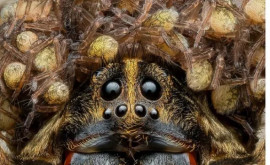 Purtînd o cunună din propriii pui Un fotograf a realizat o imagine hipnotizantă a unei femele de păianjen