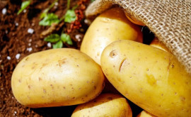 Тревожный сигнал для молдавского рынка картофеля
