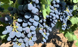 Виноград сорта Молдова резко подорожал 