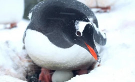 Nașterea unei minuni Primele ouă ale sezonului la pinguinii subantartici anunță începutul unei noi vieți 