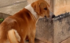 В Индии собака несколько месяцев ждет своего хозяина перед больницей