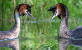 Pūteketeke названа птицей века в Новой Зеландии