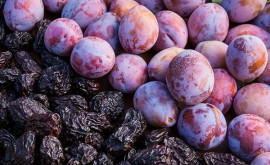 Moldova ar putea deveni al treilea exportator mondial de prune proaspete