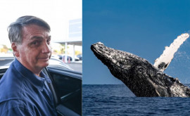 Bolsonaro a comiso din nou Fostul președinte de extremă dreapta al Braziliei este acuzat că a hărțuit o balenă