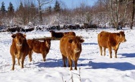 Specialiștii despre sănătatea animalelor în condiții de vreme rece