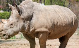 Un pui de rinocer de Sumatra specie în pericol critic de dispariţie sa născut în Indonezia