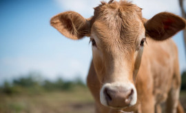Caz de rabie găsit la o vacă în raionul Drochia