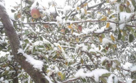 Как недавняя снежная буря сказалась на садах и виноградниках Молдовы 