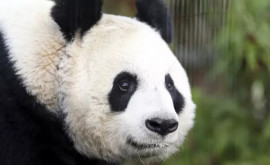 МИД КНР Две панды гостившие более 10 лет в Британии вернутся домой