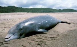 Изменение климата оказывает гибельное воздействие на китов и дельфинов