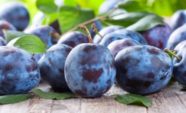 Export record de prune moldovenești 