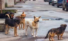 НАБПП предупреждает В Молдове подтвержден случай бешенства у собаки