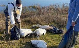 На берегу Реута обнаружены 65 мертвых лебедей Объяснение экспертов