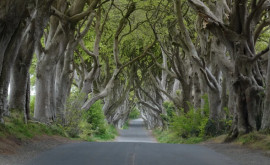 Популярность навредила Почему могут исчезнуть деревья снятые в сериале Игра престолов