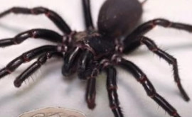 A fost descoperit cel mai mare păianjen veninos din lume