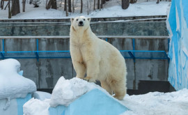 Doi urși polari au făcut spectacol la o grădină zoologică din SUA