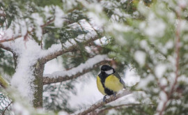 Pentru a supravețui iarna păsările sălbatice au nevoie de o alimentație bogată