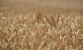 Как добиться урожайности пшеницы до 10 тга на ранее непригодной почве