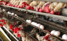 Autoritățile cer fermierilor să adopte măsuri pentru protecţia păsărilor de gripa aviară