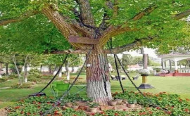 Un copac se află în arest de 125 de ani 