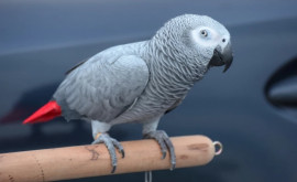 O grădină zoologică încearcă să dezvețe opt papagali să injure