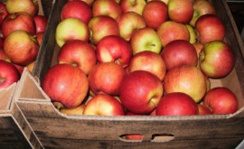 Ce se întîmplă pe piața merelor din Moldova