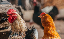 Cîteva focare de gripă aviară înregistrate pe teritoriul Republicii Moldova