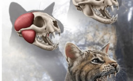 Aрхеологи нашли останки нового вида древних кошек
