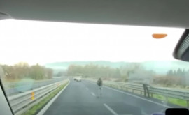 Jaf can filme pe o autostradă din Italia