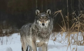 Чернобыльские волки под влиянием радиации развили очень полезную мутацию