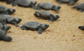 Sute de pui de ţestoase marine au fost eliberaţi în largul coastelor din Nicaragua