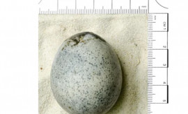 Arheologii au găsit un ou de găină păstrat în stare intactă vechi de aproape 2000 de ani