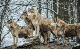 O haită de lupi observată în apropiere de granița cu Moldova