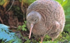 A fost deschis primul spital pentru păsările kiwi