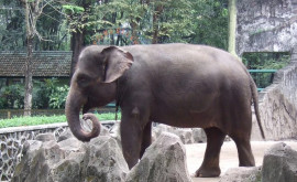 Бангладеш суд запретил отлов диких слонов