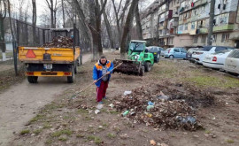 В зеленых зонах столицы проводятся санитарные работы